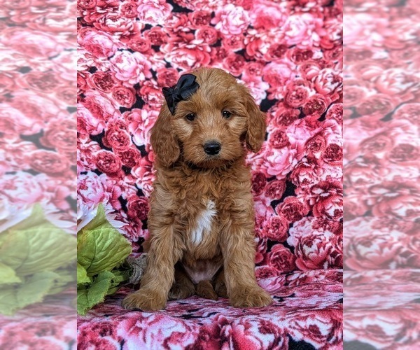 Medium Photo #3 Goldendoodle (Miniature) Puppy For Sale in QUARRYVILLE, PA, USA