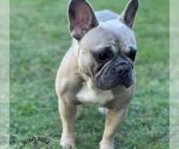 Medium Photo #1 French Bulldog Puppy For Sale in VIRGINIA BEACH, VA, USA