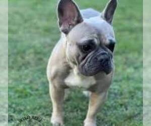 Mother of the French Bulldog puppies born on 03/23/2026