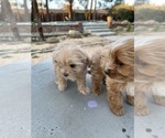 Small Photo #4 Maltipoo Puppy For Sale in APPLE VALLEY, CA, USA