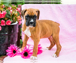 Puppy Brittany Boxer