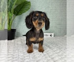 Image preview for Ad Listing. Nickname: Dolly
