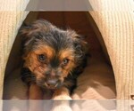 Small Photo #1 Maltese Puppy For Sale in IRVINE, CA, USA