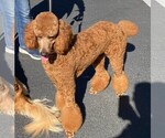 Small Photo #1 Goldendoodle Puppy For Sale in FOUNTAIN HILLS, AZ, USA