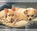 Small #2 Chihuahua