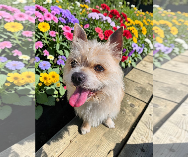 Medium Photo #3 Mutt Puppy For Sale in McKinney, TX, USA