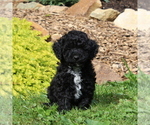 Small Photo #2 Poodle (Toy) Puppy For Sale in NORTH EAST, MD, USA