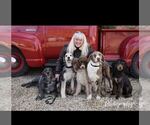 Small Photo #14 Sheprador Puppy For Sale in MILLVILLE, MN, USA