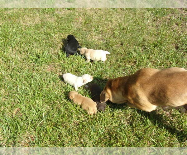 Medium Photo #2 Labrador Retriever Puppy For Sale in CONNELLYS SPRINGS, NC, USA