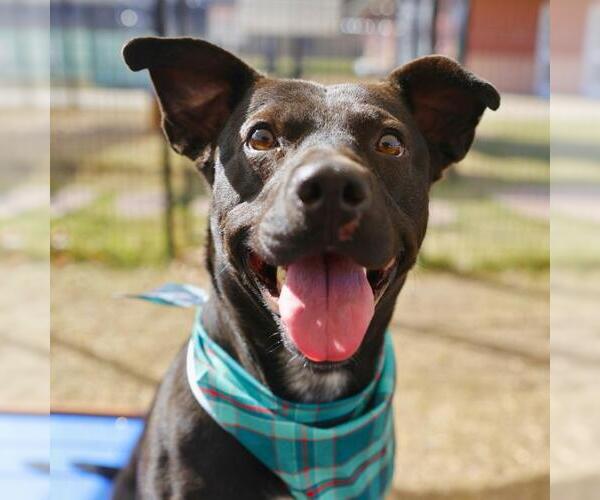 Medium Photo #1 American Staffordshire Terrier-Unknown Mix Puppy For Sale in San Antonio, TX, USA