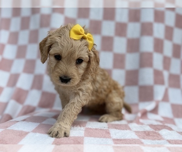 Medium Photo #5 Goldendoodle Puppy For Sale in LAKELAND, FL, USA