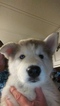 Small Photo #1 Alusky Puppy For Sale in VANCOUVER, WA, USA