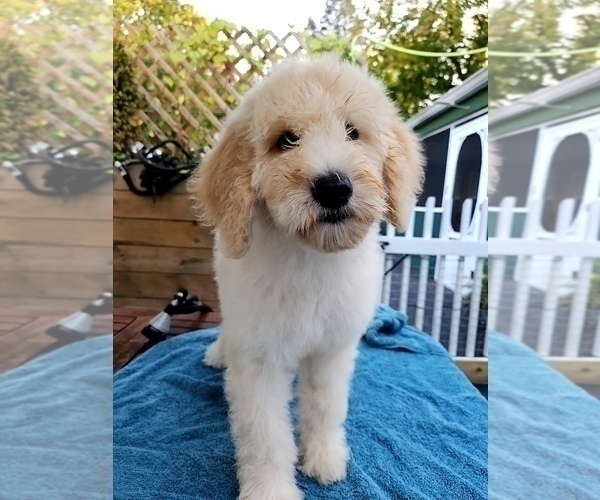 Medium Photo #4 Sheepadoodle Puppy For Sale in HINCKLEY, OH, USA