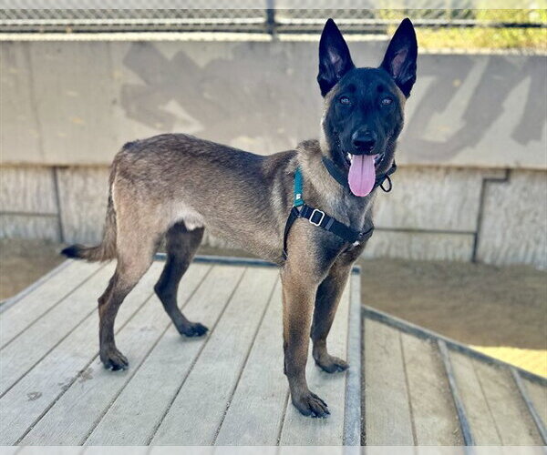 Medium Photo #1 Mutt Puppy For Sale in Berkeley , CA, USA