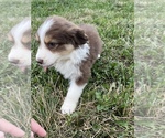 Puppy Milo Australian Shepherd
