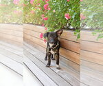 Small #5 Chiweenie