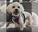 Small #3 Maltipoo (Miniature)