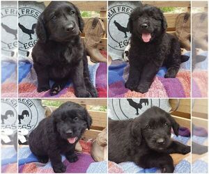 Black Russian Terrier-Schnoodle (Giant) Mix Puppy for sale in SHELBYVILLE, IL, USA