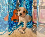 Small #1 Mutt