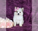 Small Photo #3 Pomeranian Puppy For Sale in OXFORD, PA, USA
