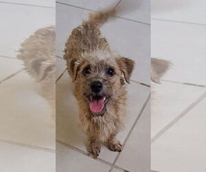 Poodle (Miniature)-Unknown Mix Dogs for adoption in San Diego, CA, USA