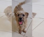 Small Poodle (Miniature) Mix