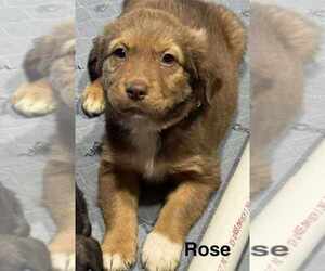 Australian Shepherd-Rottweiler Mix Dogs for adoption in Aurora, IN, USA