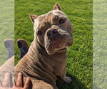 Small #1 American Bulldog Mix