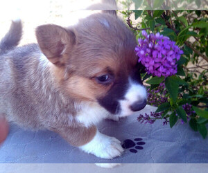Pembroke Welsh Corgi Puppy for sale in GALLEGOS, NM, USA