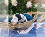 Small #5 Dalmatian
