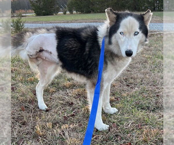 Medium Photo #1 Siberian Husky Puppy For Sale in Newfoundland, PA, USA