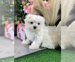 Small Maltese
