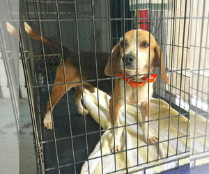Beagle Dogs for adoption in Dunnellon, FL, USA