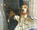Small #6 Beagle