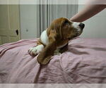 Small Photo #22 Basset Hound Puppy For Sale in HILLSBORO, TX, USA