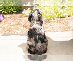 Small #7 Cocker Spaniel-Poodle (Miniature) Mix