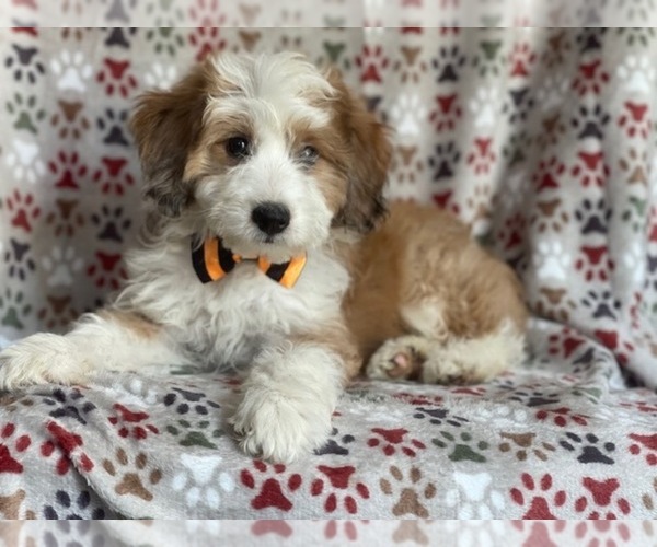 Medium Photo #4 Aussiedoodle Puppy For Sale in LAKELAND, FL, USA