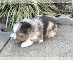 Small Photo #18 Miniature Australian Shepherd Puppy For Sale in HOWE, OK, USA