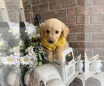 Small Photo #3 Golden Retriever Puppy For Sale in RICHLAND, MO, USA
