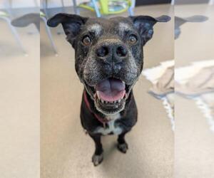 Mutt Dogs for adoption in Las Vegas, NV, USA