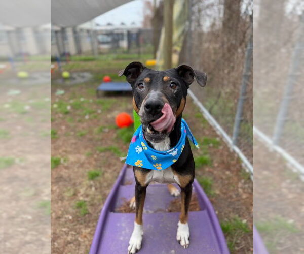 Medium Photo #3 Boxador Puppy For Sale in Houston, TX, USA