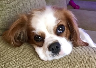 Mother of the Cavalier King Charles Spaniel puppies born on 08/06/2017