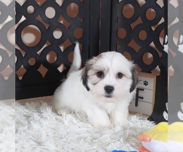 Medium Photo #3 Zuchon Puppy For Sale in MOUNT VERNON, OH, USA