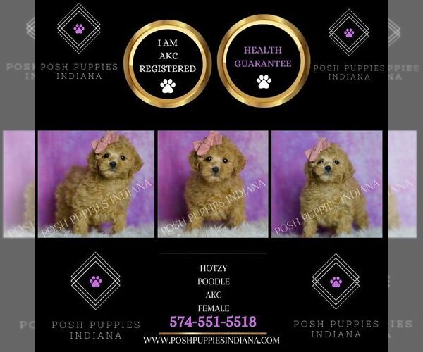 Medium Photo #2 Poodle (Toy) Puppy For Sale in WARSAW, IN, USA