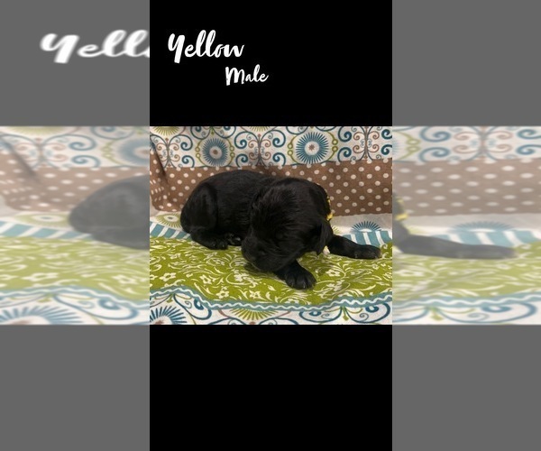 Medium Photo #9 Springerdoodle Puppy For Sale in CLINTON, AR, USA