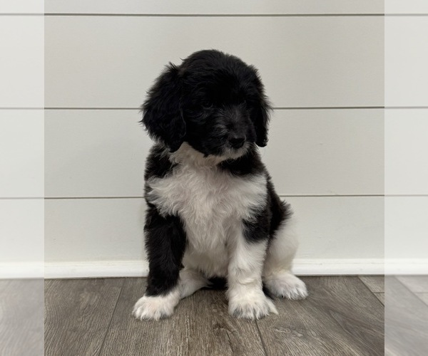 Medium Photo #3 Aussiedoodle Puppy For Sale in BAKERSFIELD, CA, USA