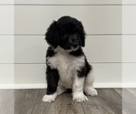 Litter of 10 - Male(s) and Female(s) AussiedoodleLitter of Puppies for Sale - Photo #3