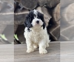 Small #1 Cavapoo (Miniature)
