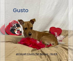 Chihuahua-Unknown Mix Dogs for adoption in NEWPORT NH, NH, USA
