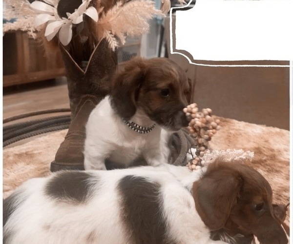 Medium Photo #1 Dachshund Puppy For Sale in BLANCHARD, OK, USA